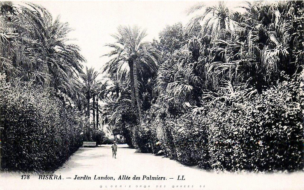 Biskra - Jardin Landon-Allee des palmiers.jpg